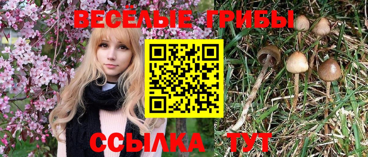 Ковров  Псилоцибиновые грибы ЛСД  Вход с VPN  Псилоцибиновые грибы прущие грибы 